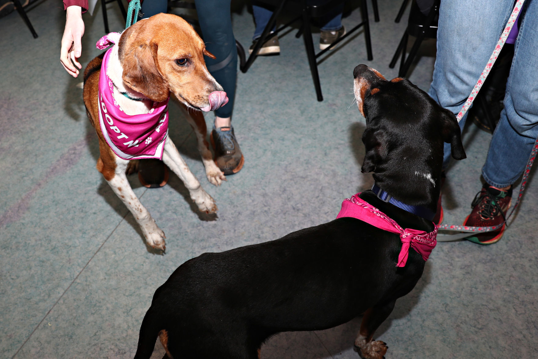 20200213_cdp_news_spca078.JPG
